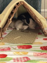 Bunny Mom review photo