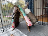 Bunny Mom review photo