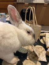 Judy review photo