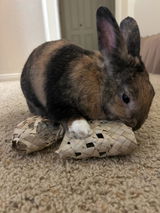 Bun Bun review photo