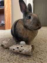 Bun Bun review photo