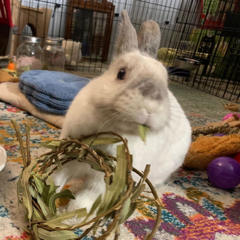 Willow Wreath with Foliage