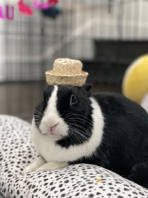 Mini Bunny Hat | NEW