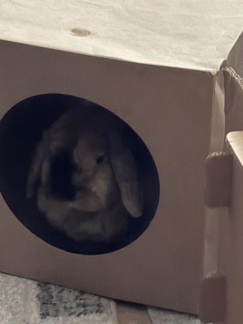 Hide & Sneak Paper Play Tunnel | NEW