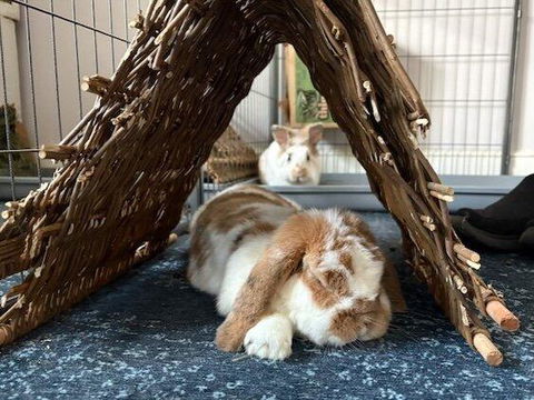 Willow Tent