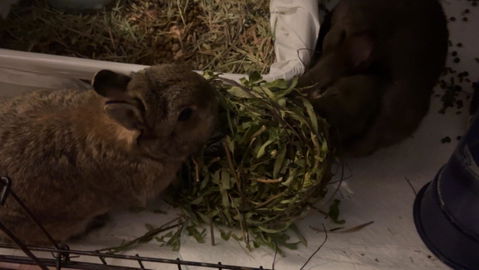 Willow Wreath with Foliage