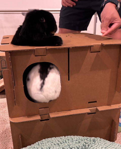 MINI HAVEN (Original by BinkyBunny)