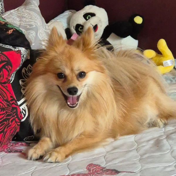 Щастлив любимец на BIO PET