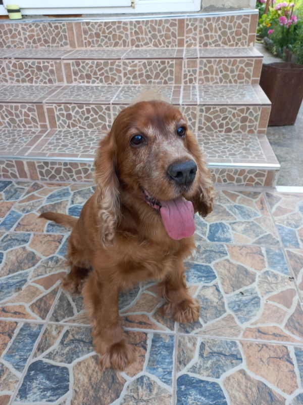 Щастлив любимец на BIO PET