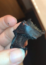 Johnn review photo