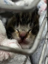 Project Meow Geelong - Kitten Nursery - Lisa review photo