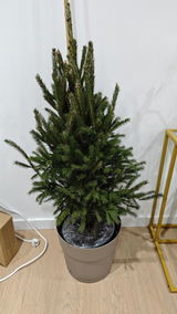 Anônimo review photo