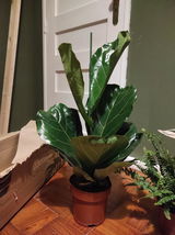 Leonor V. review photo