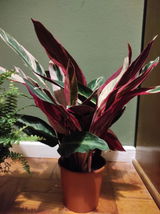 Leonor V. review photo