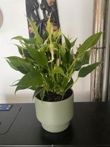 Gustavo R. review photo