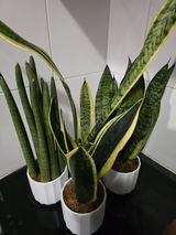VIVIANE G. review photo