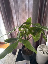 Luana review photo