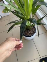 Arlete review photo