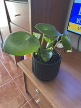 Bruno G. review photo