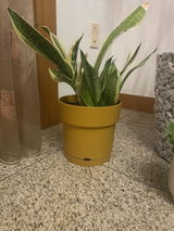 Zaida S. review photo