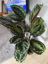 Gustavo R. review photo