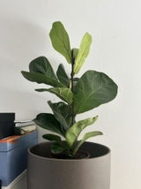 Bruno G. review photo