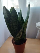 IVETA C. review photo