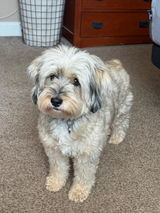 Cooper review photo