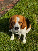 Oliver review photo