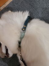 Audrey Asselin review photo