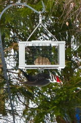 Bird mama review photo