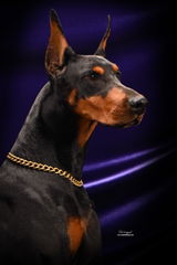 Douglas Matson, Kansa Dobermans review photo