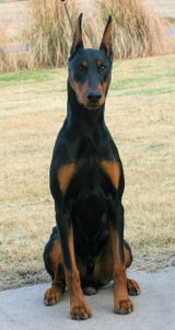 Douglas Matson, Kansa Dobermans review photo