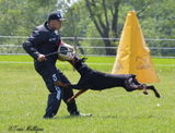 Douglas Matson, Kansa Dobermans review photo