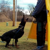 Douglas Matson, Kansa Dobermans review photo