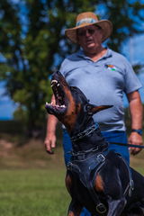Douglas Matson, Kansa Dobermans review photo