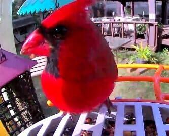 AI Smart Solar Bird Feeder with Squirrel-Proof