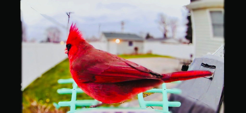 AI Smart Solar Bird Feeder with Squirrel-Proof