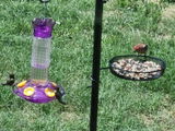 Crown Hummingbird Feeder