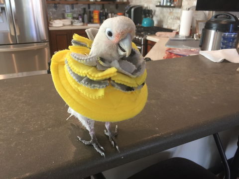 Fringy Cone Bird Collar for Feather Plucking