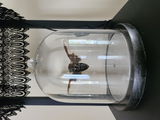 Pmkd Hoeger review photo