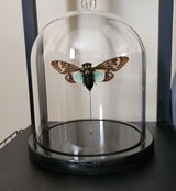 Pmkd Hoeger review photo