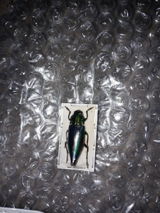Nikole Collier review photo