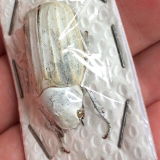 Atlantis Kunde review photo