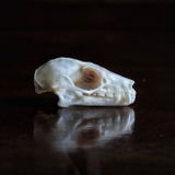 Jeromy Paucek review photo