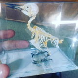 Heart Of Bones Emmerich review photo