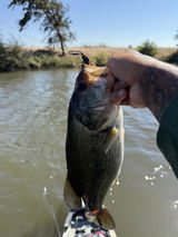 Elijah Lawson review photo