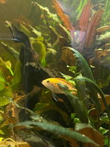 Aquarelle Aquatics review photo