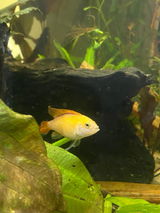 Aquarelle Aquatics review photo