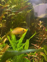 Aquarelle Aquatics review photo